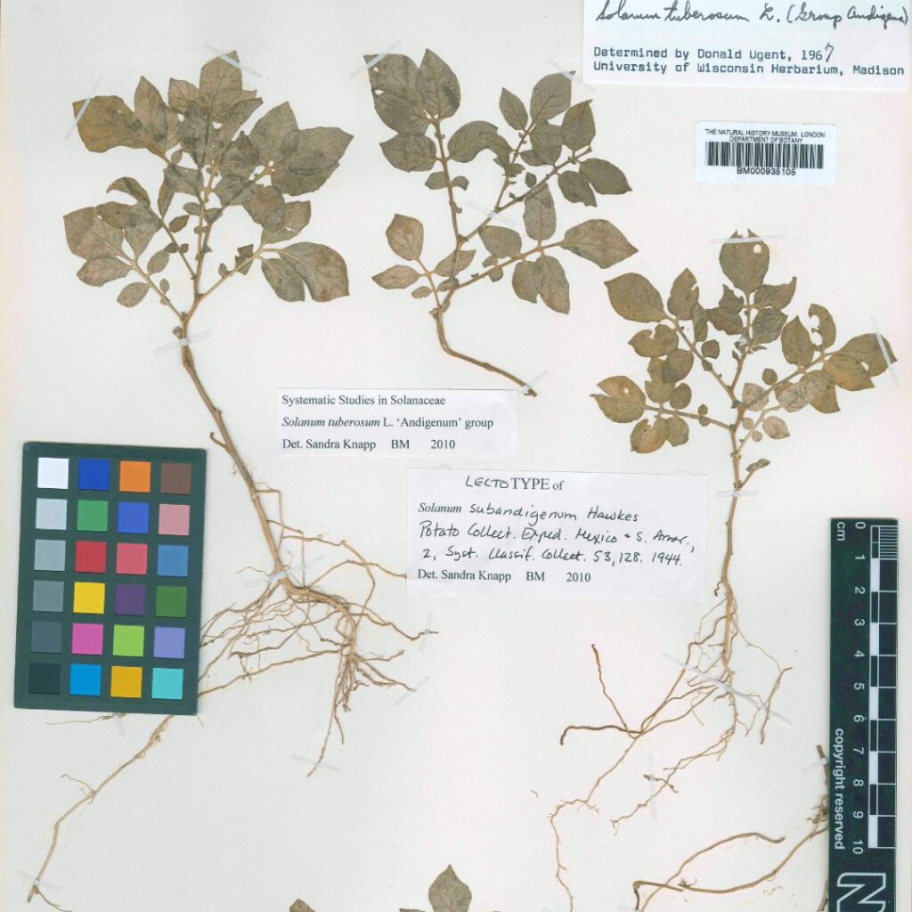 Imagen de una muestra de una planta de papa con hojas verdes, anotaciones y una paleta de colores
