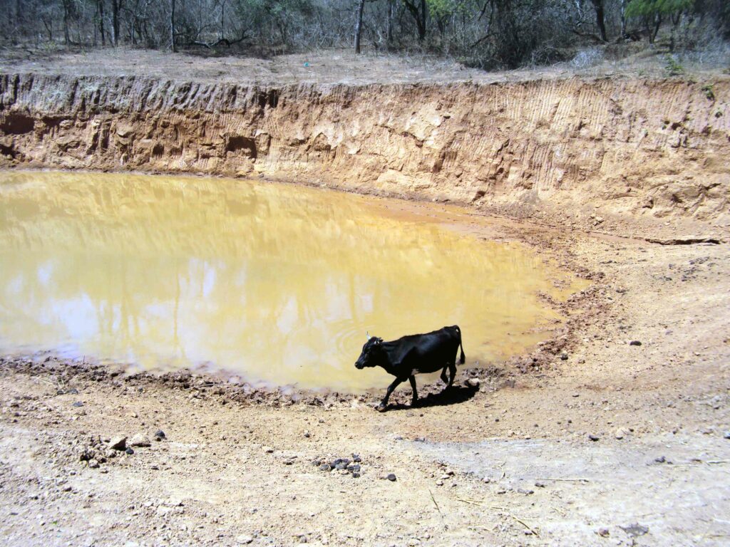 Photo of a black cow next to a small pond sorounded by dry soil