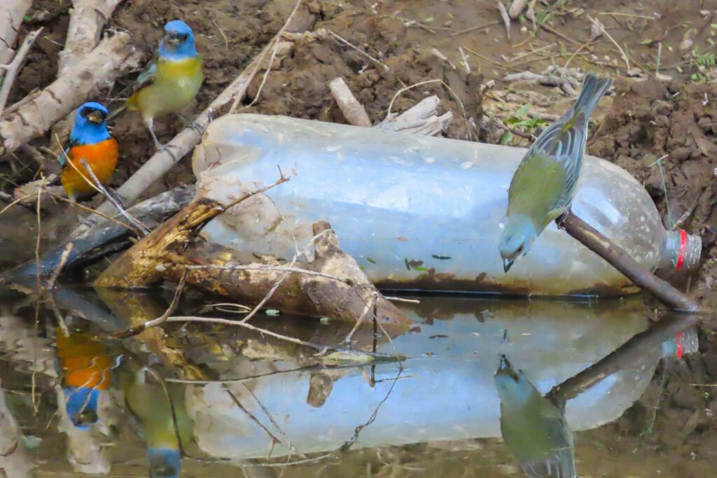 Photo of three small colourful birds sorounding a plastic bottle in a small pond