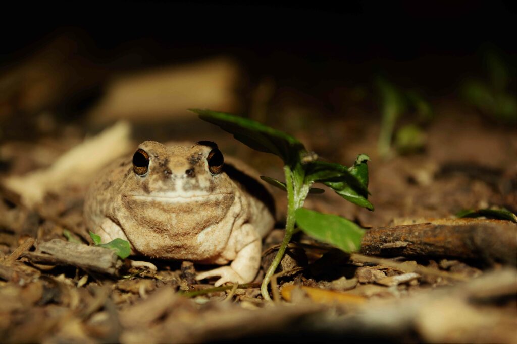 Photo of a frog under a small plant